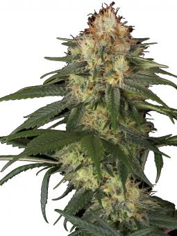 Mendocino Purple Kush - картинка 5