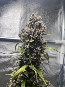 Purple Punch Auto - картинка 2