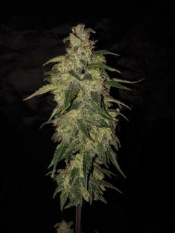 Buddha Syrup Auto - картинка 2