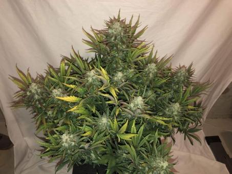 Gorilla Auto (Gorilla Glue Auto) - картинка 4