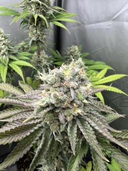 Gorilla Cookies FF - картинка 2