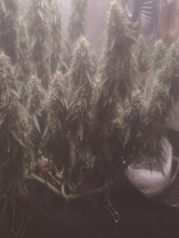 AK 74 Auto - картинка 2