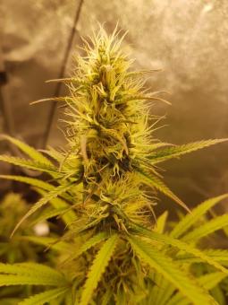 Northern Lights Auto - картинка 4