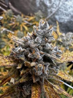 Strawberry Banana Gelato XL Auto® - картинка 1