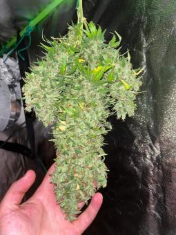 White Russian - картинка 3