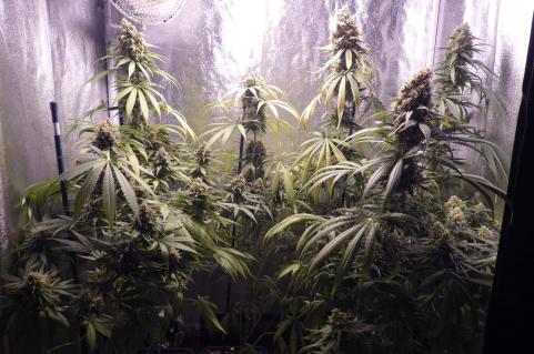 Galaxy CBD - картинка 8