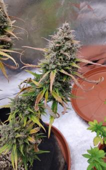 Purple Punch OG XL Auto - картинка 4