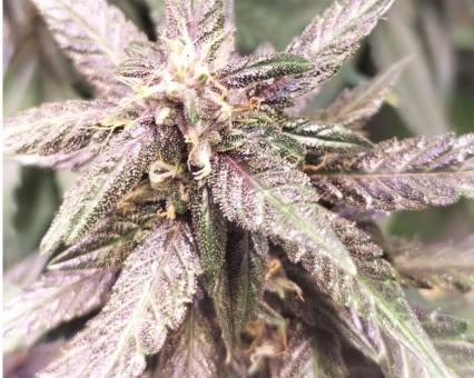 Auto Dark Purple - картинка 4