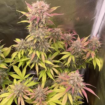 Diablo Rojo XL Auto - картинка 3