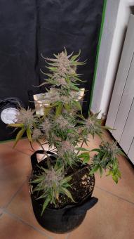 Orange Apricot Glue XL Auto - картинка 1