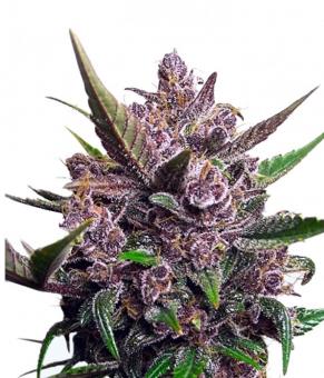 Auto Blackberry Kush - картинка 6