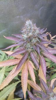 Sweet Valley Kush - картинка 5