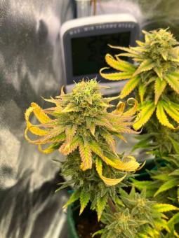 Lost Pearl - картинка 5