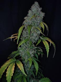 CBD Auto 20:1 - картинка 2