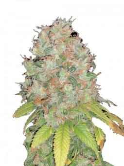 Motavation reg - картинка 1