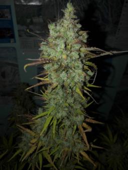 Buddha Auto Critical - картинка 2