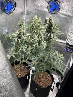 Black Jack F1 Fast Version - картинка 1