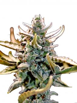 Amnesia Zkittlez Auto - картинка 2