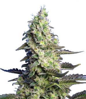 Green Poison XL Auto® - картинка 1