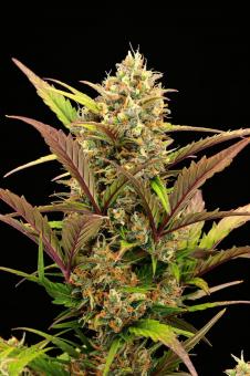 Superior Champions Auto Mix - картинка 5