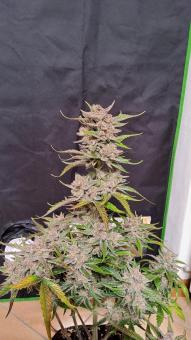 Orange Apricot Glue XL Auto - картинка 3