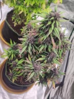 Auto Forbidden Cherry - картинка 4