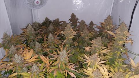 Jacky White - картинка 3