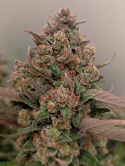 Strawberry Banana Auto - картинка 2