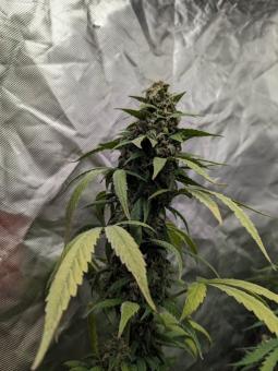 Quick Crack Genetics - картинка 5