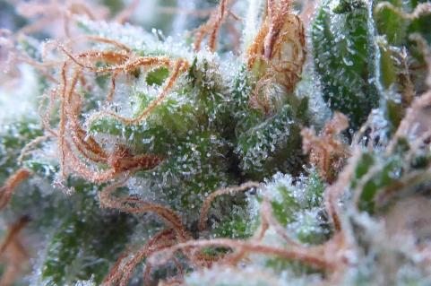 Galaxy CBD - картинка 9