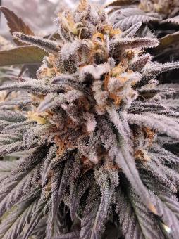 Gelato - картинка 3