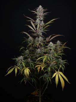 HighCloudZ Auto - картинка 3