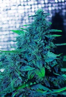 Sweet Purple - картинка 5