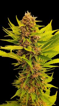 Black Muffin F1 Fast Version - картинка 2