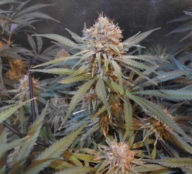 Auto Amnesia Gold - картинка 4