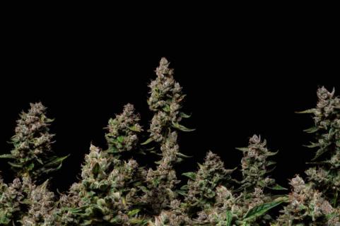 Purple Lemonade Auto - картинка 5