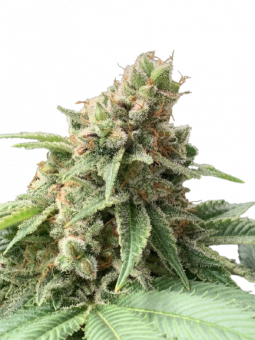 Fast Diesel genetics - картинка 1