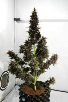 CBD Auto Blackberry Kush - картинка 6
