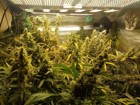 Hawaiian Snow - картинка 4