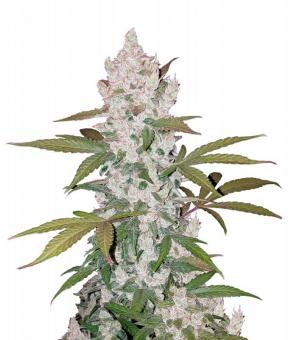 Girl Scout Cookies Auto - картинка 1