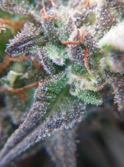 Short Rider Auto - картинка 4