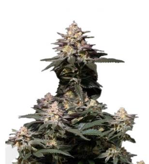 Purple Lemonade FF - картинка 1