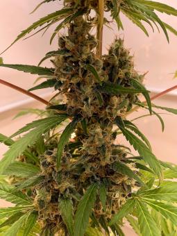 Nebula - картинка 6