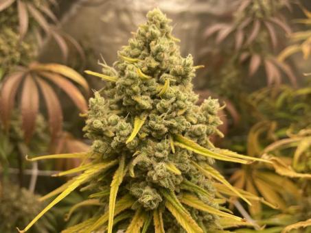 Holy Snow - картинка 7