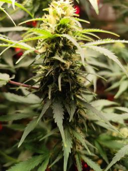 Critical Neville Haze Auto  - картинка 3