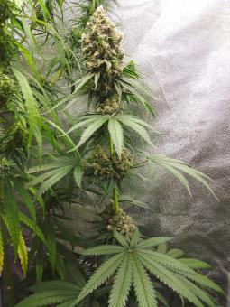 Buddha Auto Cookie - картинка 5