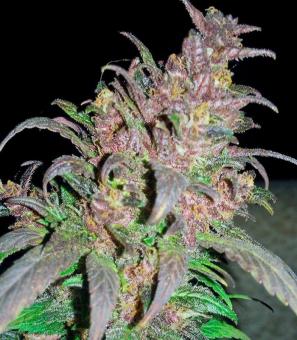 Bloody Skunk Auto - картинка 3