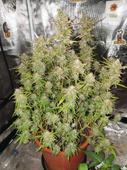 Superior Champions Auto Mix - картинка 2