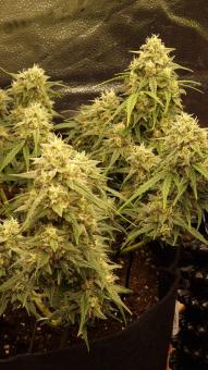 Crystal Candy XL Auto - картинка 3