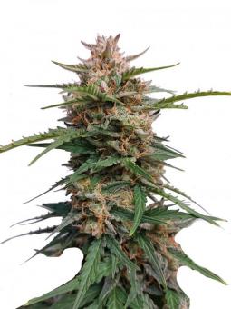 Afgani Mazar genetics - картинка 6